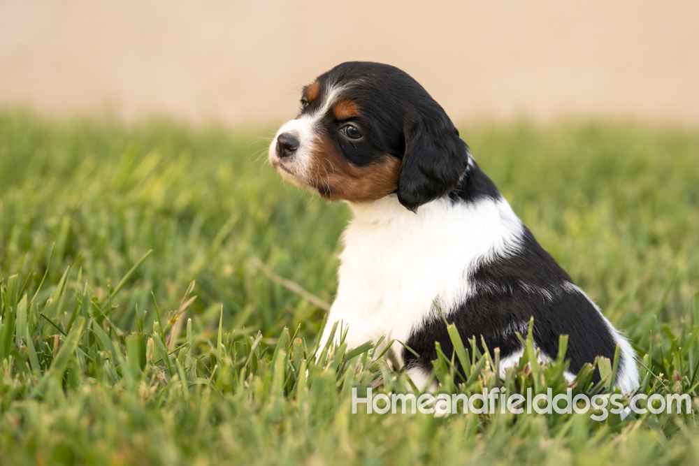 Tink X Tori 2026 4 weeks old tricolor female 2_12