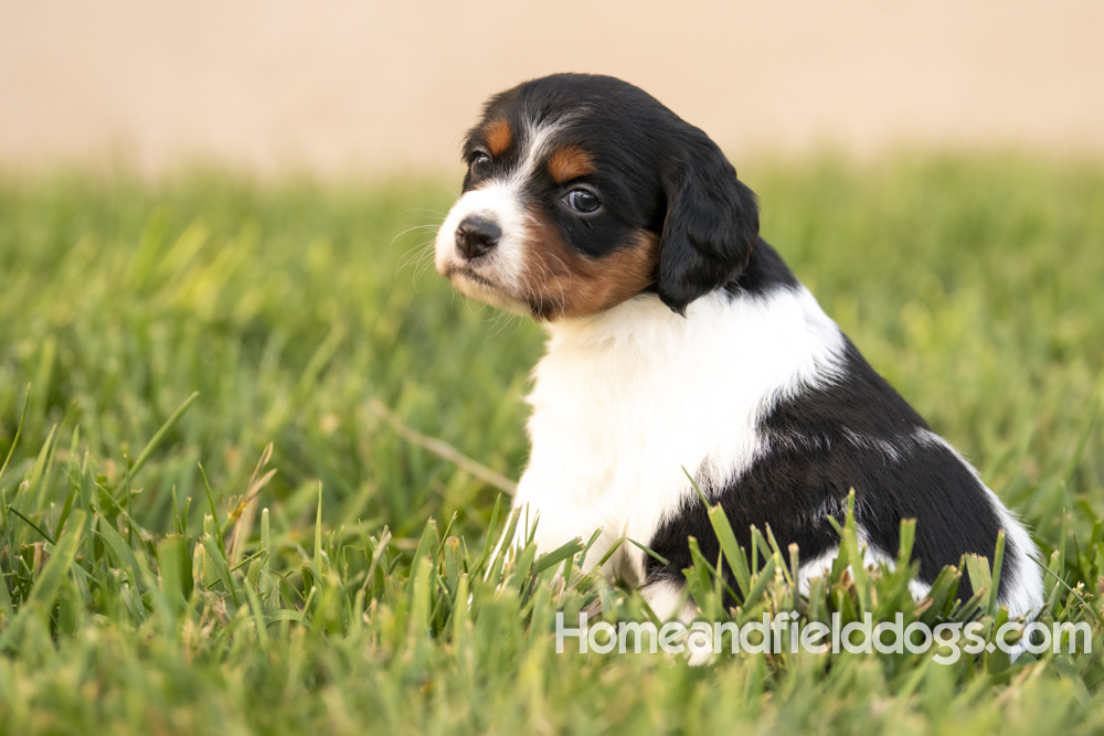 Tink X Tori 2026 4 weeks old tricolor female 2_13
