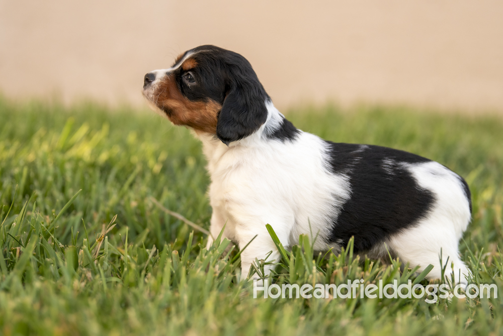 Tink X Tori 2026 4 weeks old tricolor female 2_14