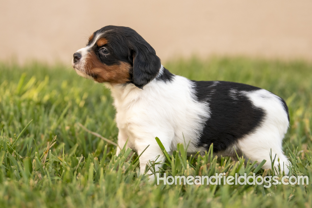 Tink X Tori 2026 4 weeks old tricolor female 2_15
