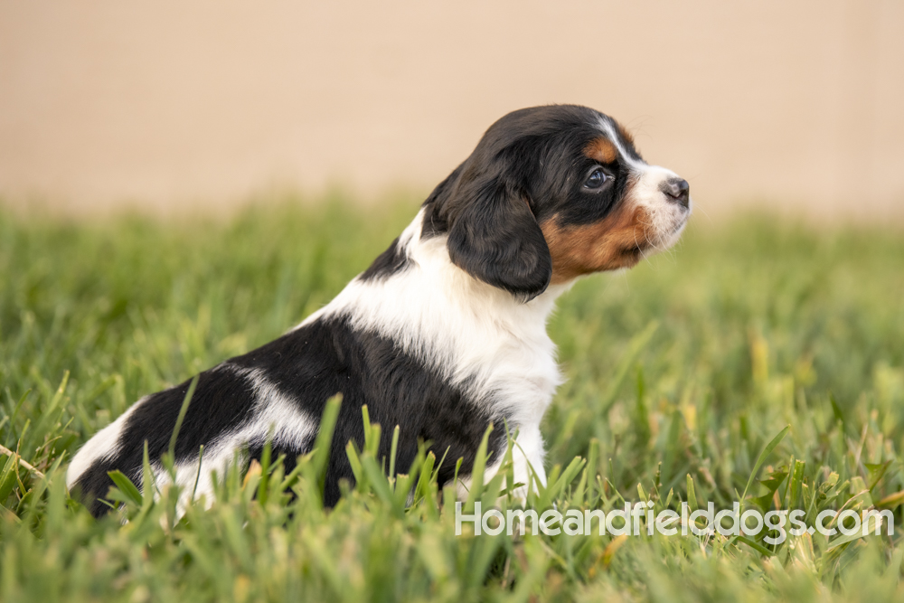 Tink X Tori 2026 4 weeks old tricolor female 2_8
