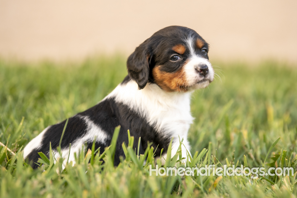 Tink X Tori 2026 4 weeks old tricolor female 2_9