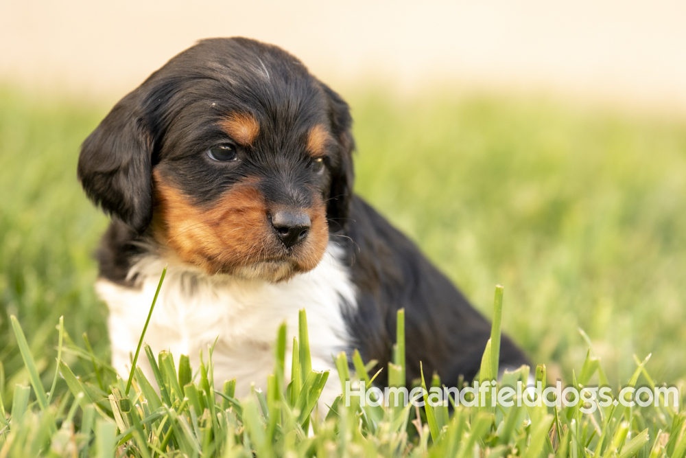 Tink X Tori 2026 4 weeks old tricolor male_1