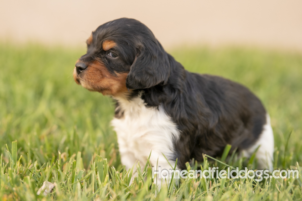Tink X Tori 2026 4 weeks old tricolor male_10