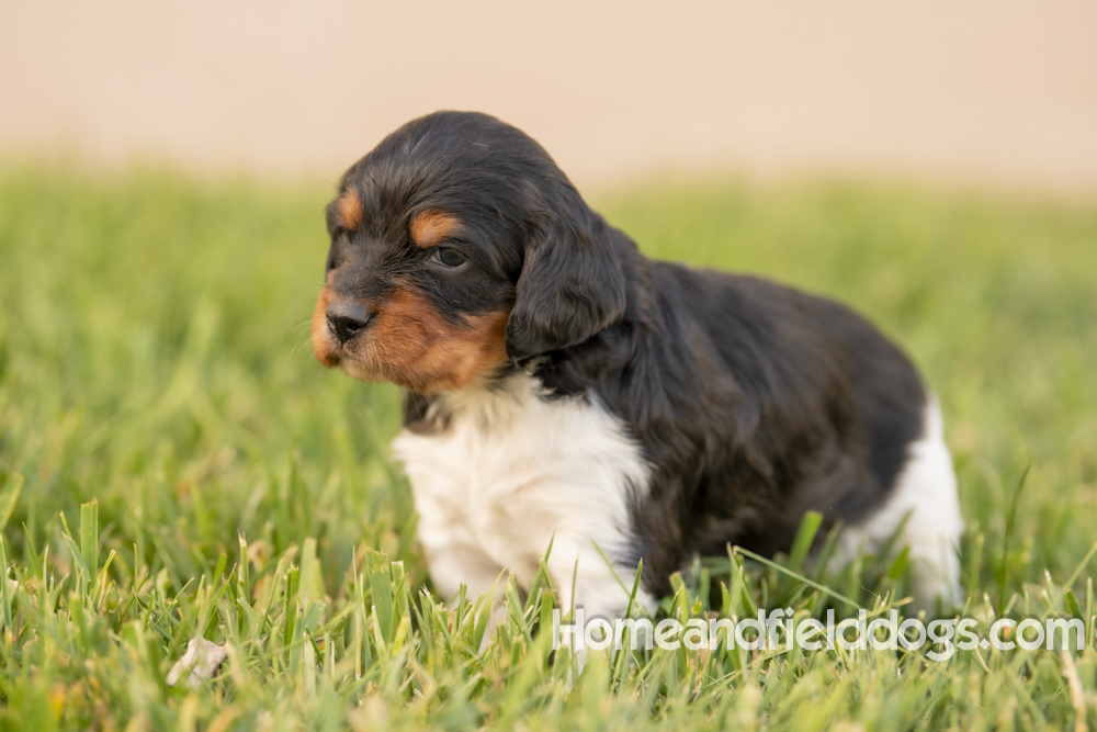 Tink X Tori 2026 4 weeks old tricolor male_11