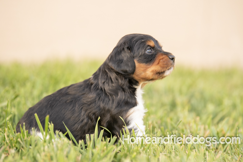 Tink X Tori 2026 4 weeks old tricolor male_14
