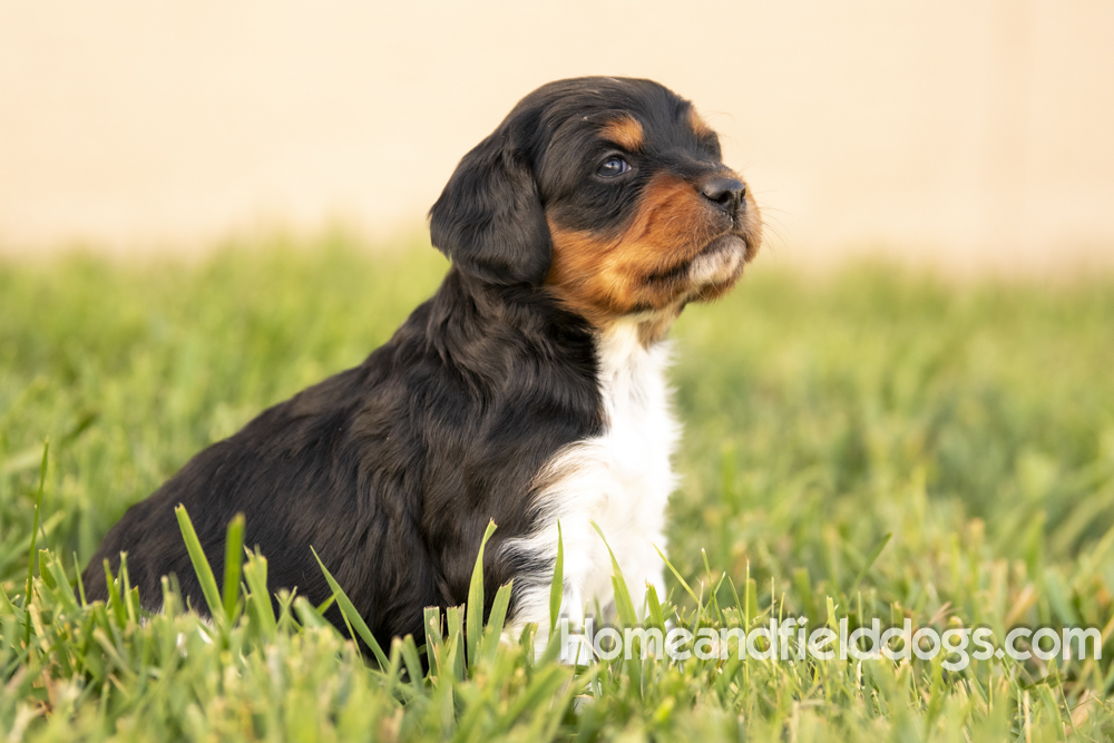 Tink X Tori 2026 4 weeks old tricolor male_16