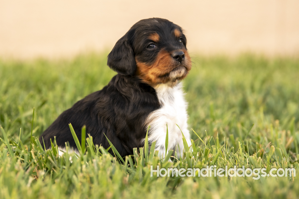 Tink X Tori 2026 4 weeks old tricolor male_17