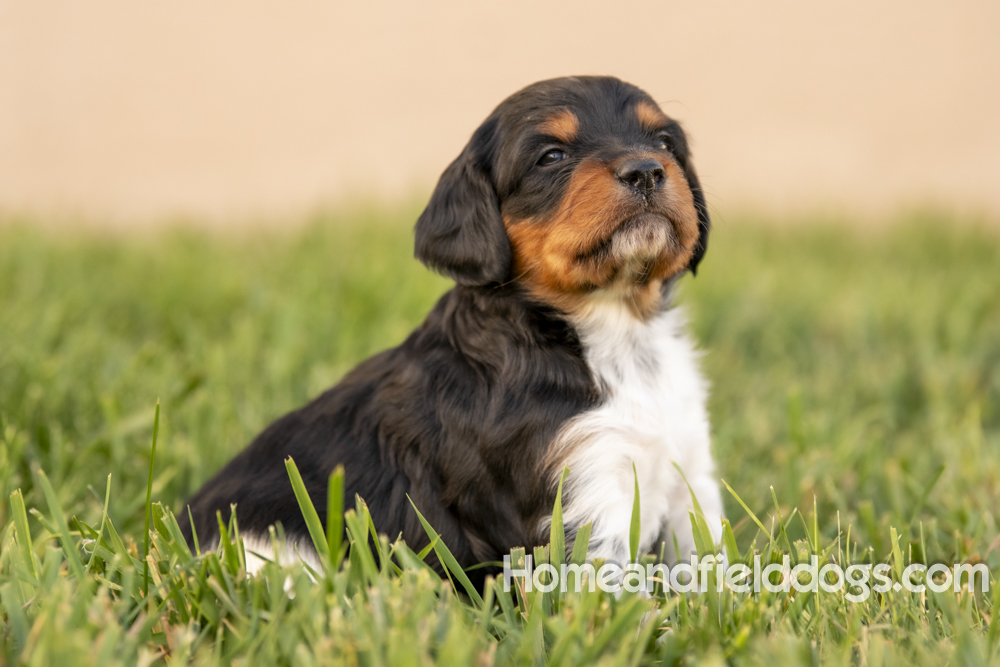 Tink X Tori 2026 4 weeks old tricolor male_19