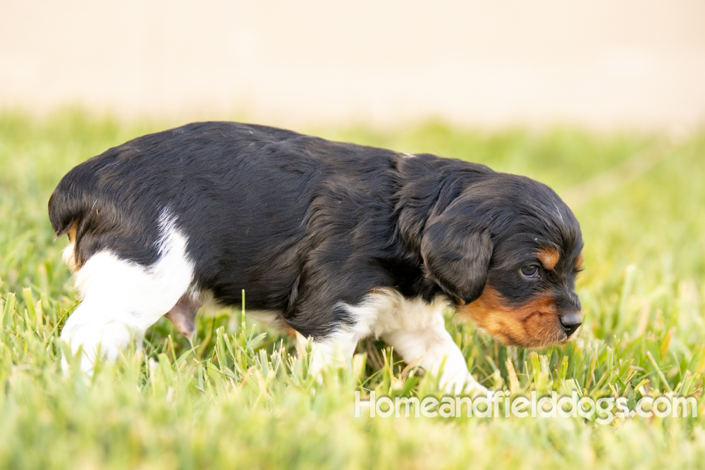 Tink X Tori 2026 4 weeks old tricolor male_20