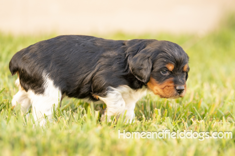 Tink X Tori 2026 4 weeks old tricolor male_21