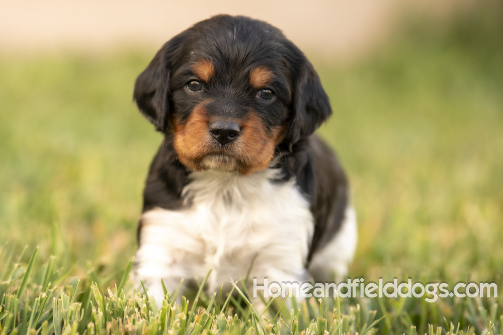 Tink X Tori 2026 4 weeks old tricolor male_24