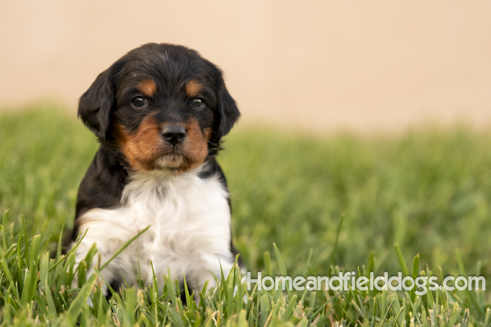 Tink X Tori 2026 4 weeks old tricolor male_26