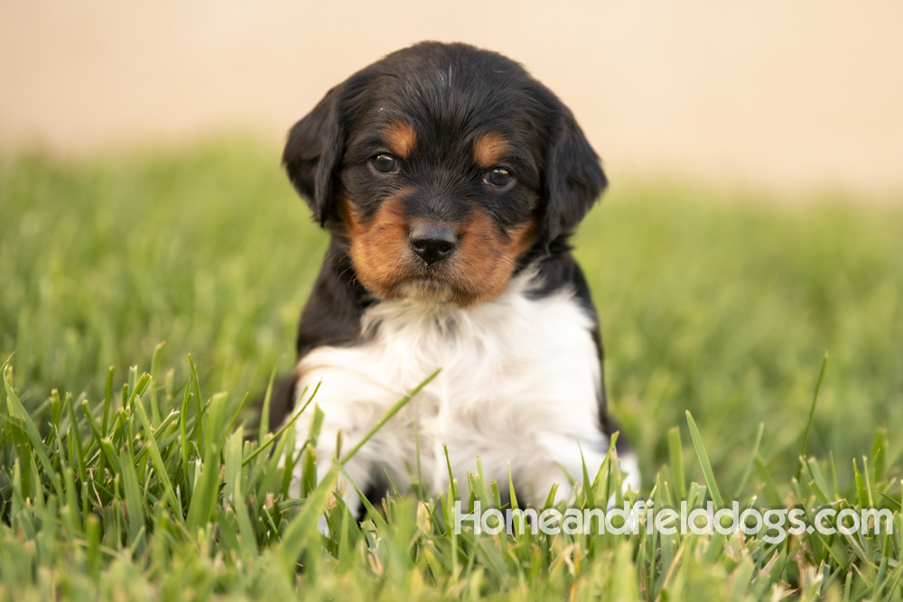 Tink X Tori 2026 4 weeks old tricolor male_28
