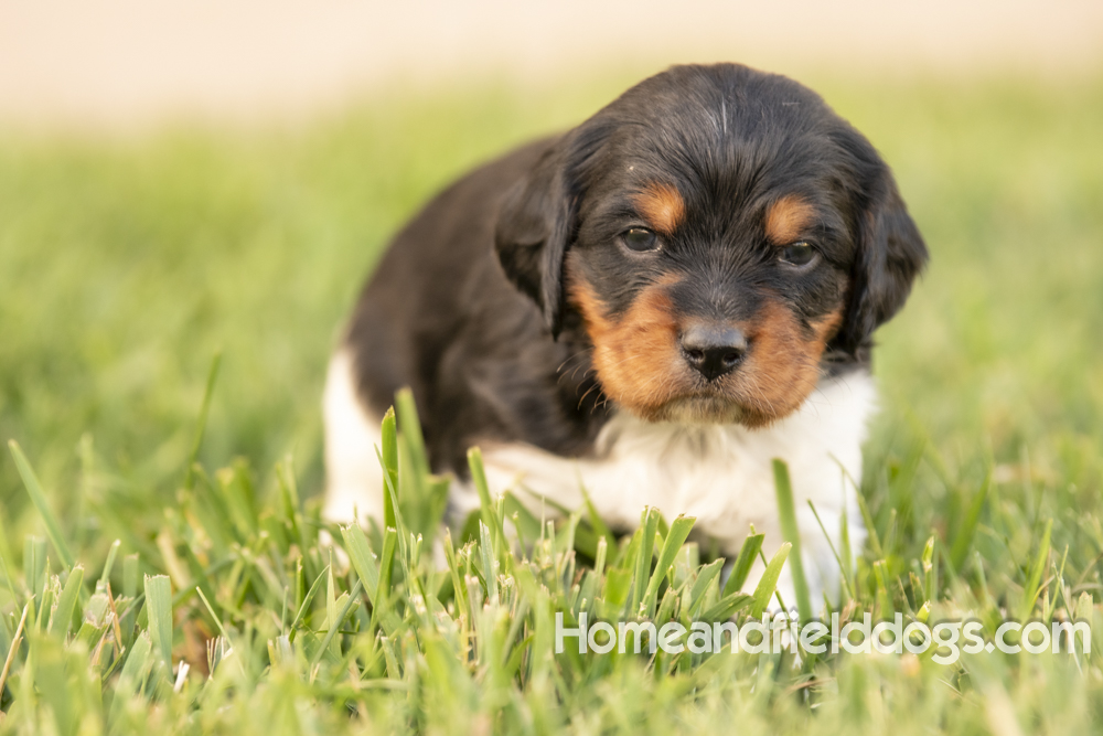 Tink X Tori 2026 4 weeks old tricolor male_4