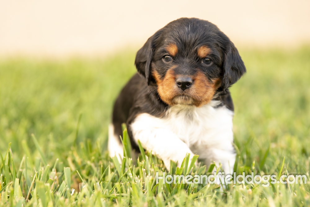 Tink X Tori 2026 4 weeks old tricolor male_5