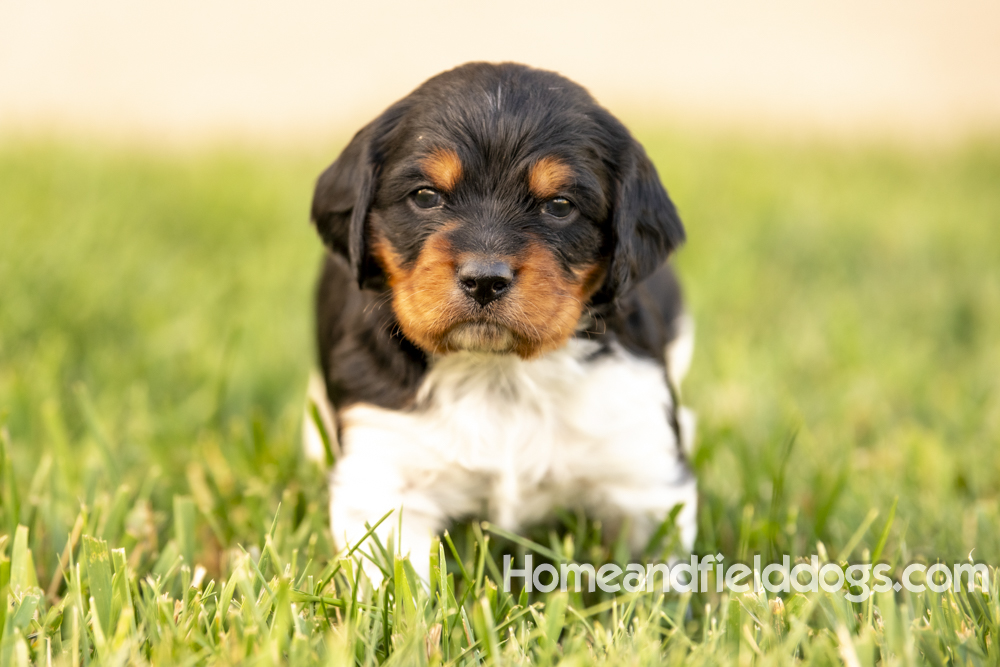 Tink X Tori 2026 4 weeks old tricolor male_6