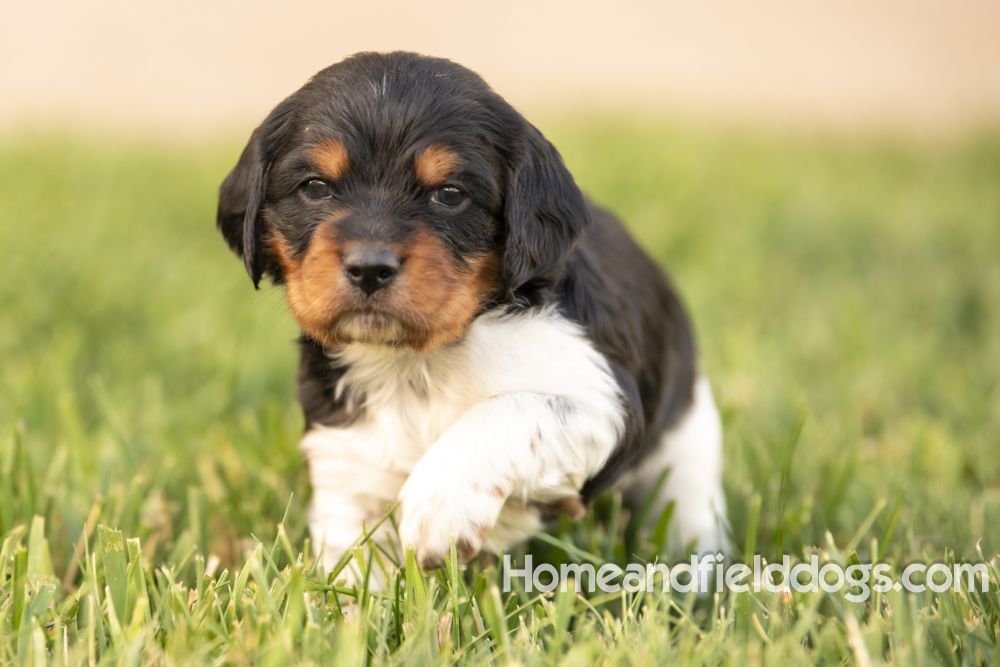 Tink X Tori 2026 4 weeks old tricolor male_8