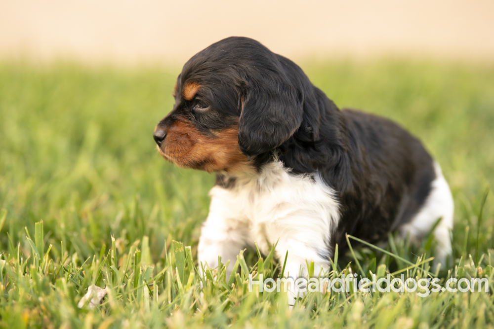 Tink X Tori 2026 4 weeks old tricolor male_9